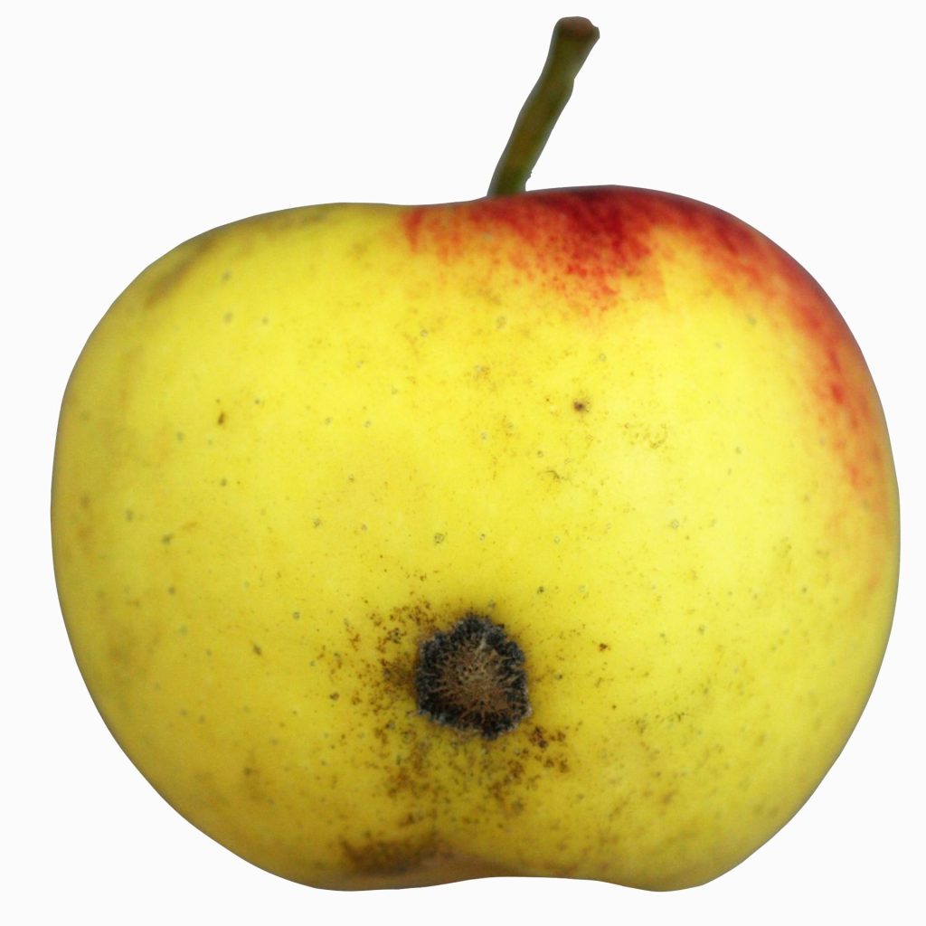 Schalenflecken